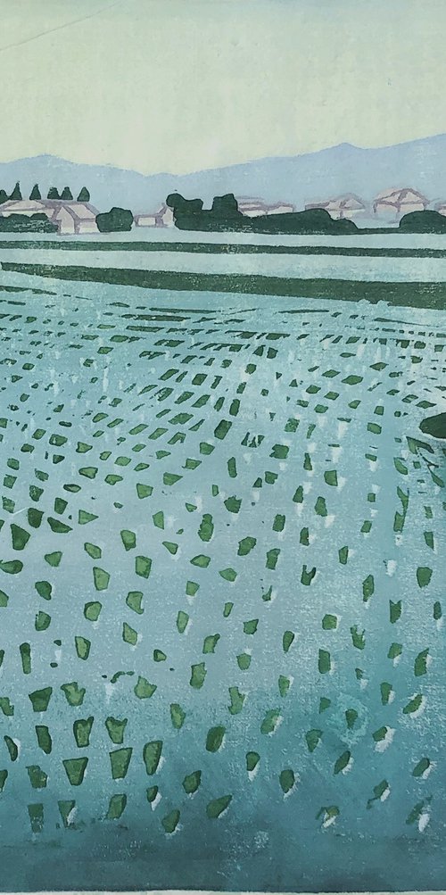 Rice fields by Natalia Wehler