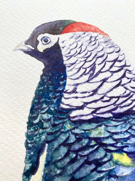 Set of three pheasant