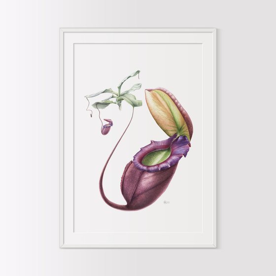 Nepenthes Swan