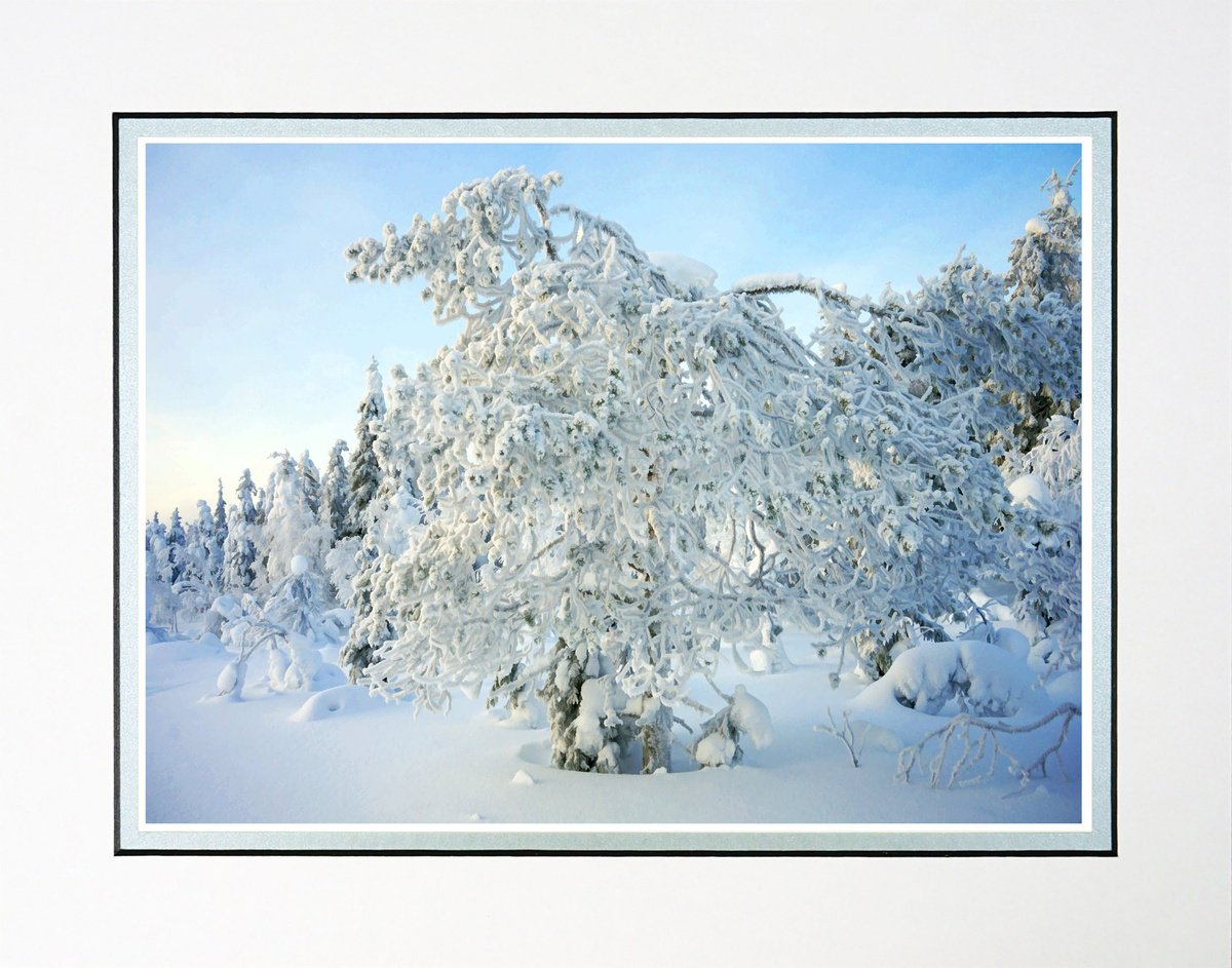 Photorealistic Landscape Photograph By Robin Clarke, 14 X 11", Finland Snow Forest Seven, Original Artwork