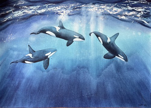 Killer whales underwater. Original artwork. by Evgeniya Mokeeva