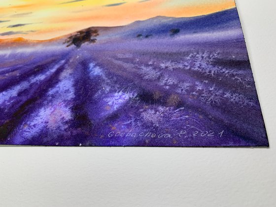 lavender field #2