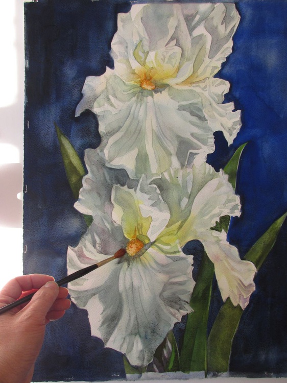 White Iris With Blue Watercolour By Alfred Ng Artfinder