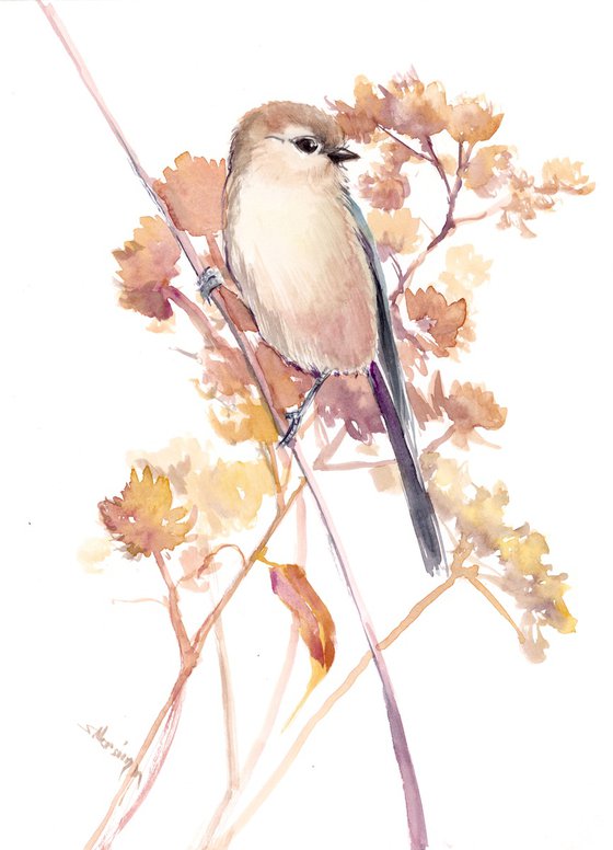 American Bushtit