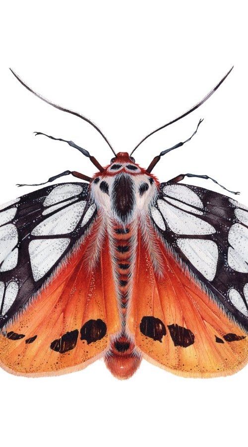 Areas galactina, the Milky Tiger Moth by Katya Shiova