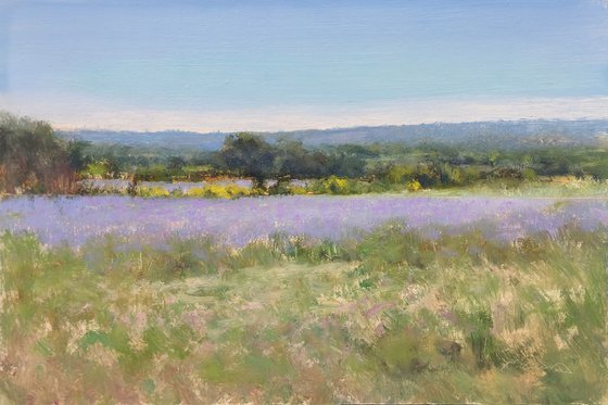 Lavender Fields and Brooms