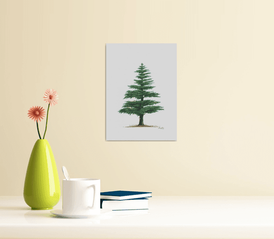 Himalayan Cedar Tree II