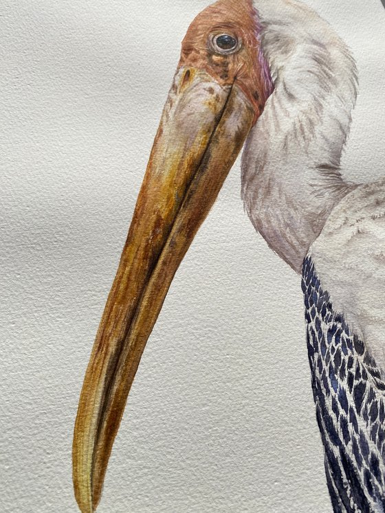 Painted Stork, bird portrait