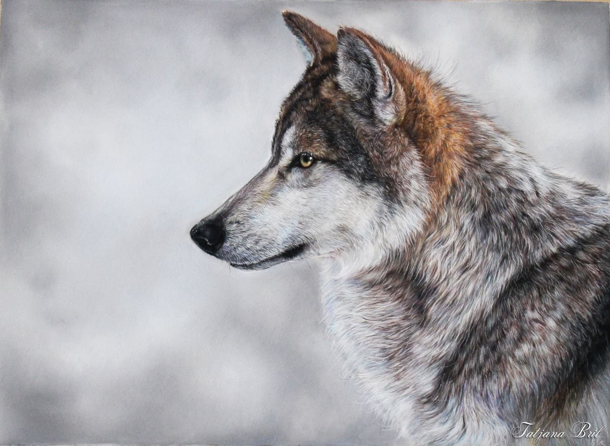 Wolf (2016) Pastel drawing by Tatjana Bril | Artfinder