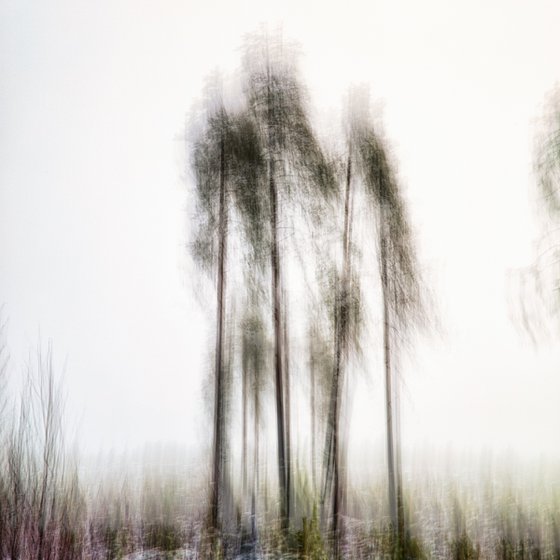 Pines in the mist - RTH
