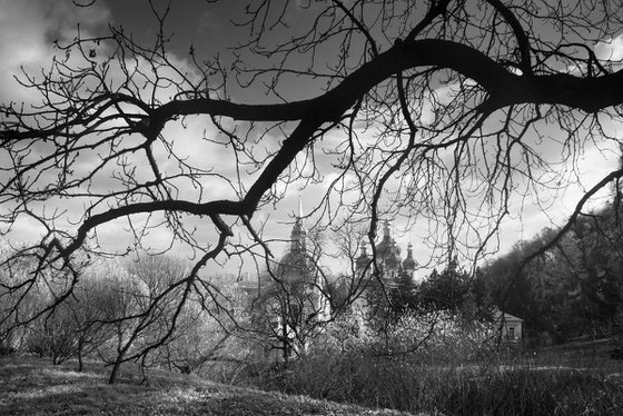 The branches of an old tree