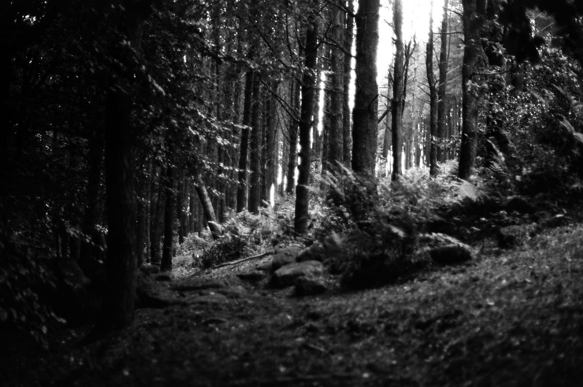 Photorealistic Landscape Photograph By Justice Hyde, 28 X 20", Northern Woods 6 - Unmounted, Original Artwork