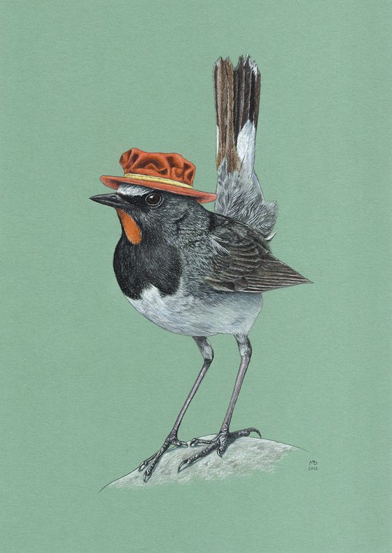 Original pastel drawing bird "Himalayan rubythroat"