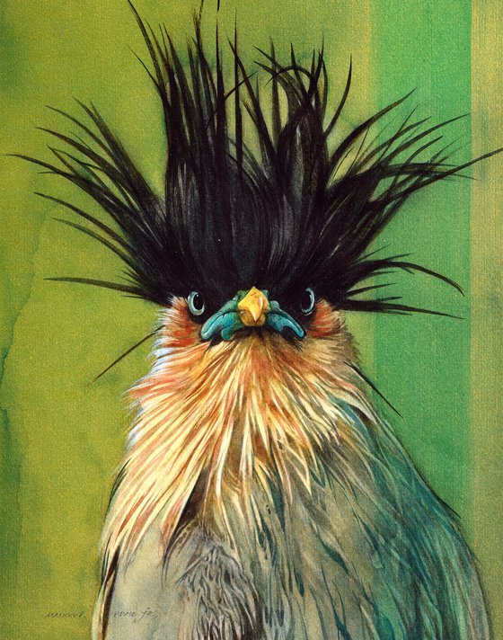 BIRD CCXXXVII - Brahminy Starling