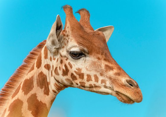 Le girafon