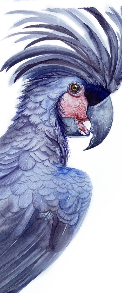 Black palm cockatoo, A Playful Glimpse of Nature in Watercolour 2 by Tetiana Savchenko