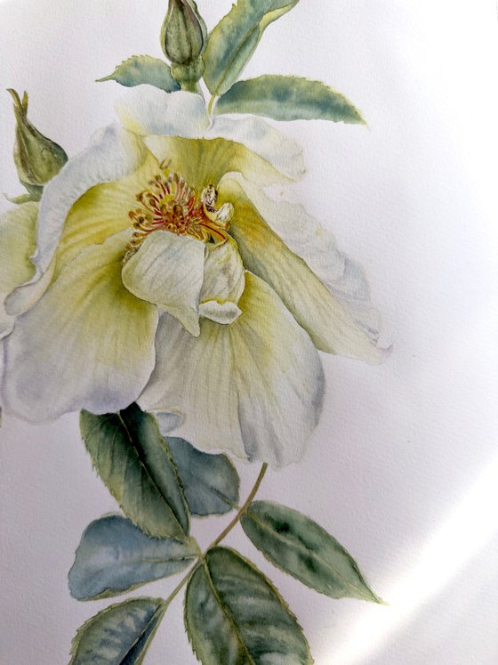 Rosa Alba / Old Garden Rose