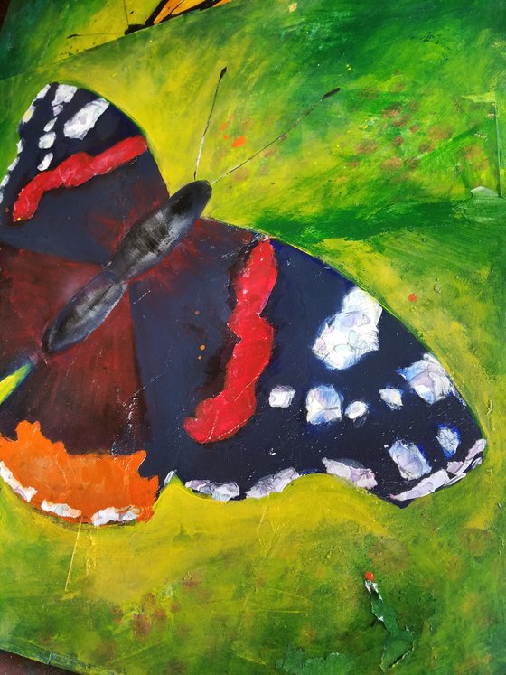 Red Admiral Butterfly