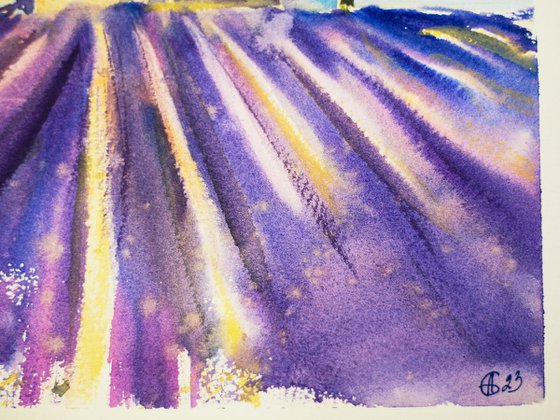 Lavender field in Provence