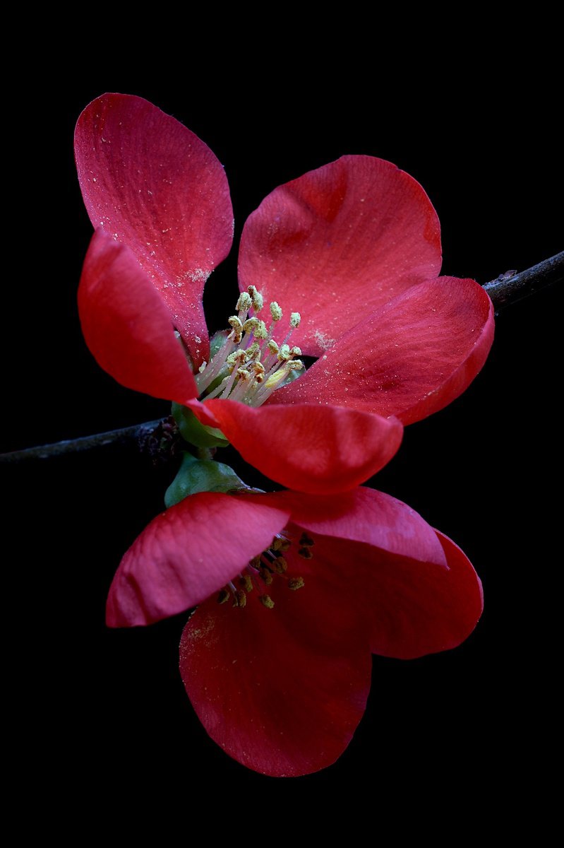 Botanical Photograph By Nadia Culph, 20 X 30", Red Quince Blossoms, Original Artwork