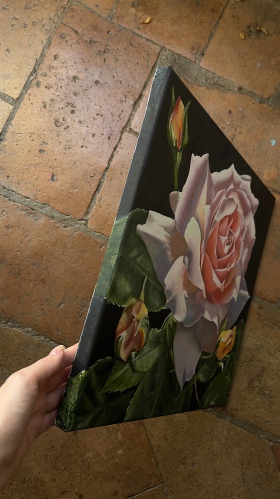 Rose in the Shadows