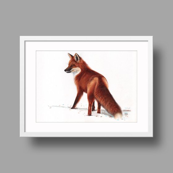 Red Fox - Animal Portrait Painting