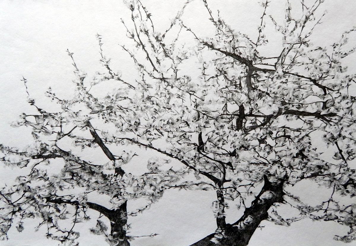 Cherry blossom study by Richard Freer