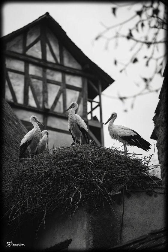 Storks on a roof B0805K