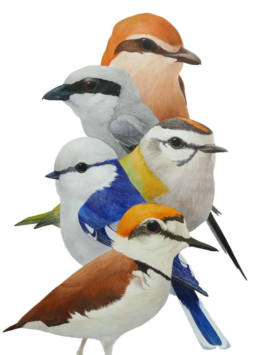 5 birds by Karina Danylchuk