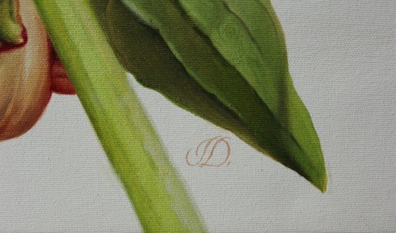 Peony on a white background