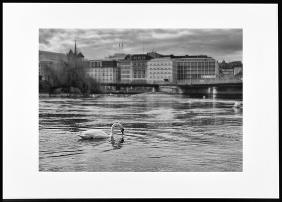 " Morning. White Swan. Geneva "  Limited edition 1 / 15