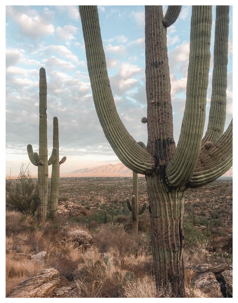 Photorealistic Photograph , Saguaro Forest By John Celeste, 18 X 24, Artwork For Sale On Artfinder
