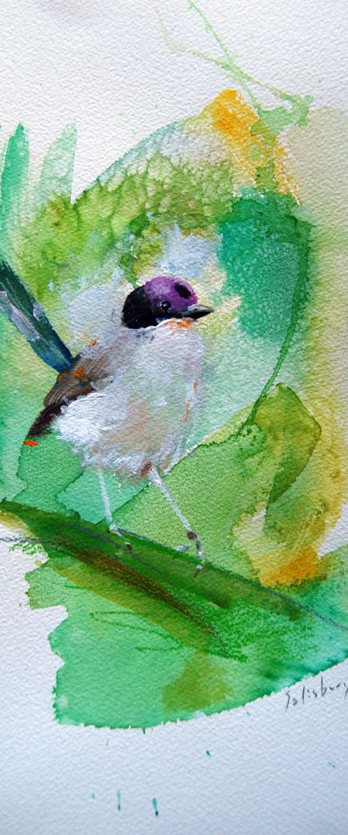 Purple crowned Fairy wren by Trevor Salisbury