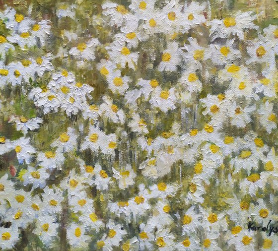 Field with daisies in bloom