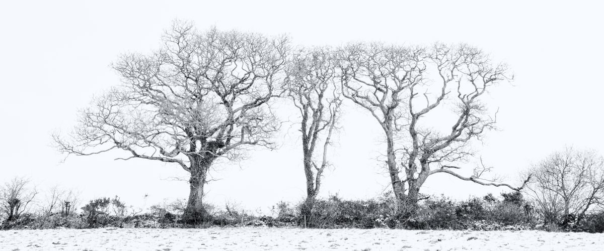 Photorealistic Photograph , Three Winter Trees By Paul Nash, 24 X 10, Artwork For Sale On Artfinder