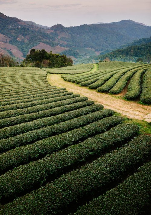 Mae Salong Tea Plantations, Thailand by Tom Hanslien