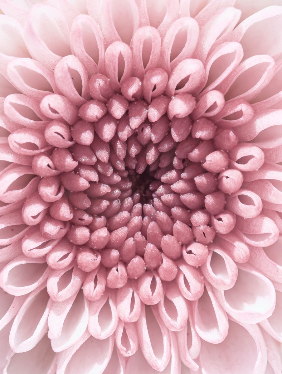 Impressionistic Botanical Photograph By Inna Etuvgi, 13 X 17, Pink Vortex Of Bloom, Original Artwork