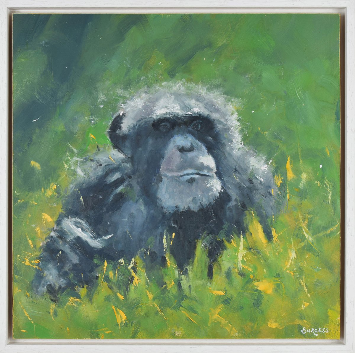 Curious - Framed Monkey Wildlife Oil Painting On Canvas by Shaun Burgess