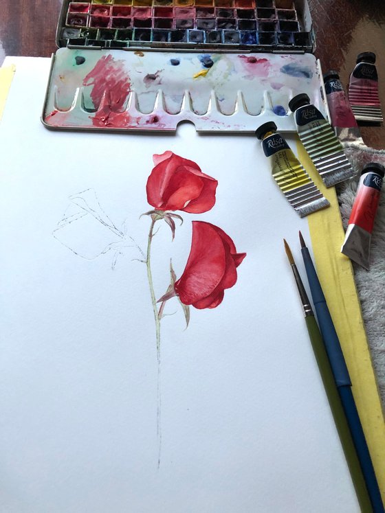 Red sweet peas. Original watercolor artwork.