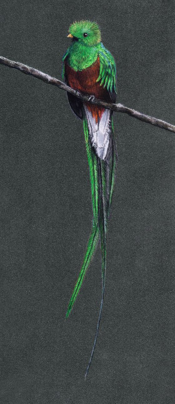 Original pastel drawing bird "Resplendent quetzal"