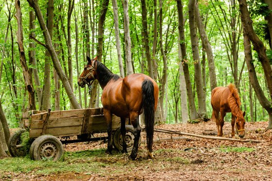 Transylvanian Horses