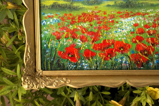 Poppy and wildflower field