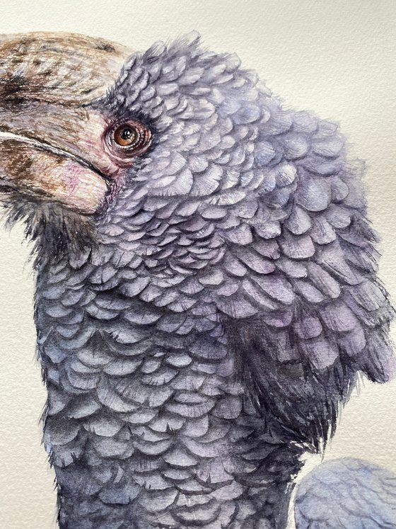 Grey-cheeked hornbill