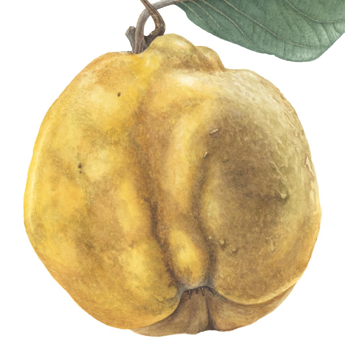 Yuliia Moiseieva | Original  Watercolour | Funny Quince | 35 X 50Cm | Artwork For Sale On Artfinder