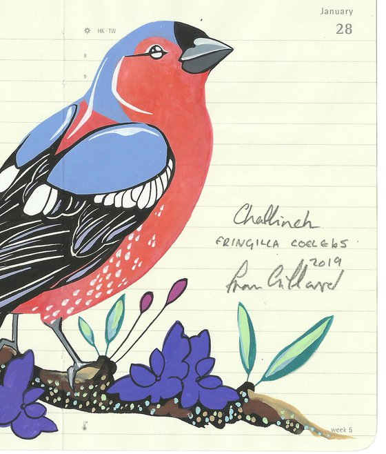 Birds of Europe: Chaffinch