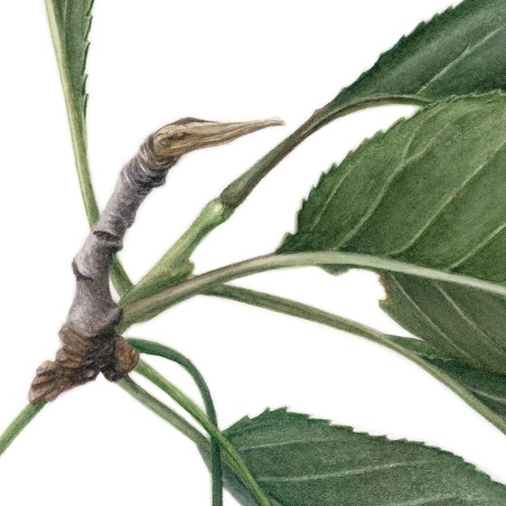 Leaves Like Wings