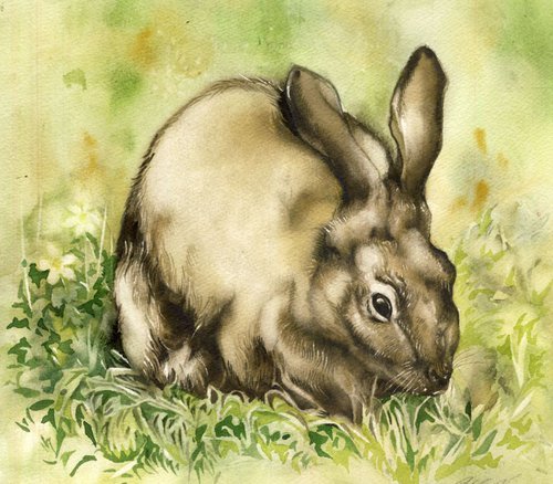 watercolor rabbit by Alfred  Ng