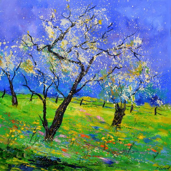 Appletrees in spring
