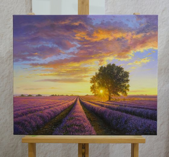 Lavender evening