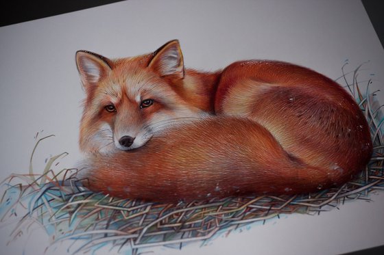 Red Fox